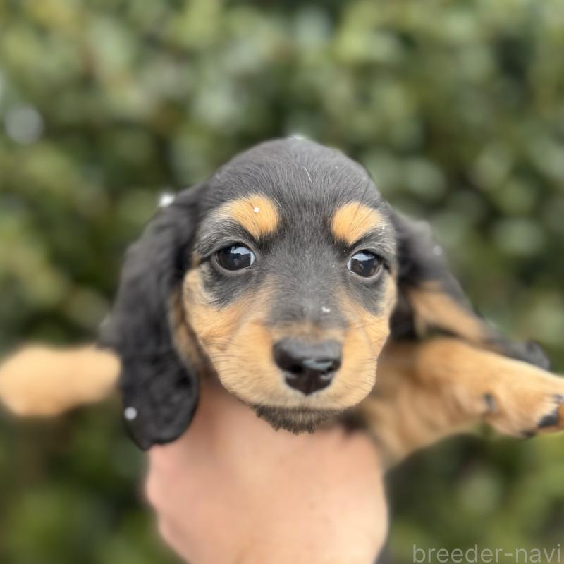 成約済ののミニチュアダックスフンド(ロングヘアード)-429934