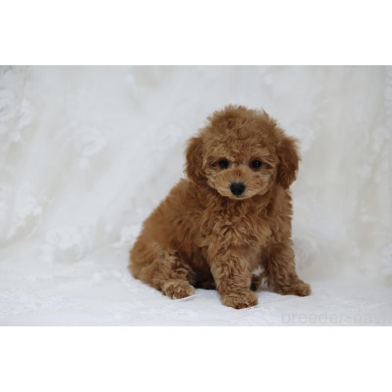 販売中の京都府のタイニープードル-429002の15枚目