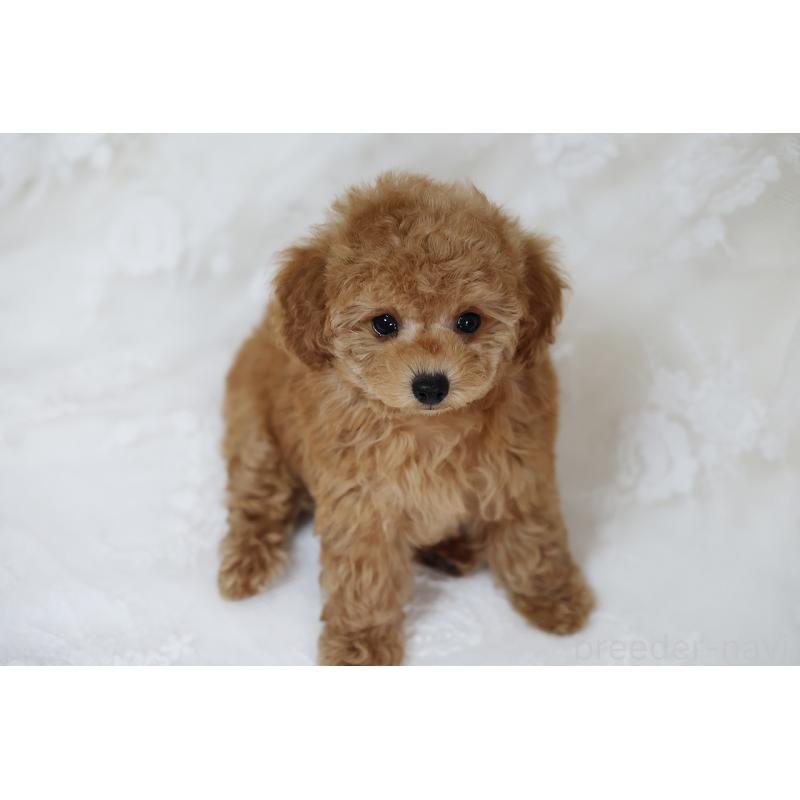 販売中の京都府のタイニープードル-429002の14枚目