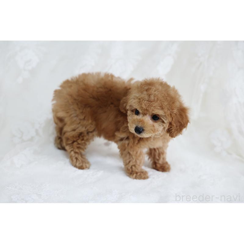 販売中の京都府のタイニープードル-429002の12枚目