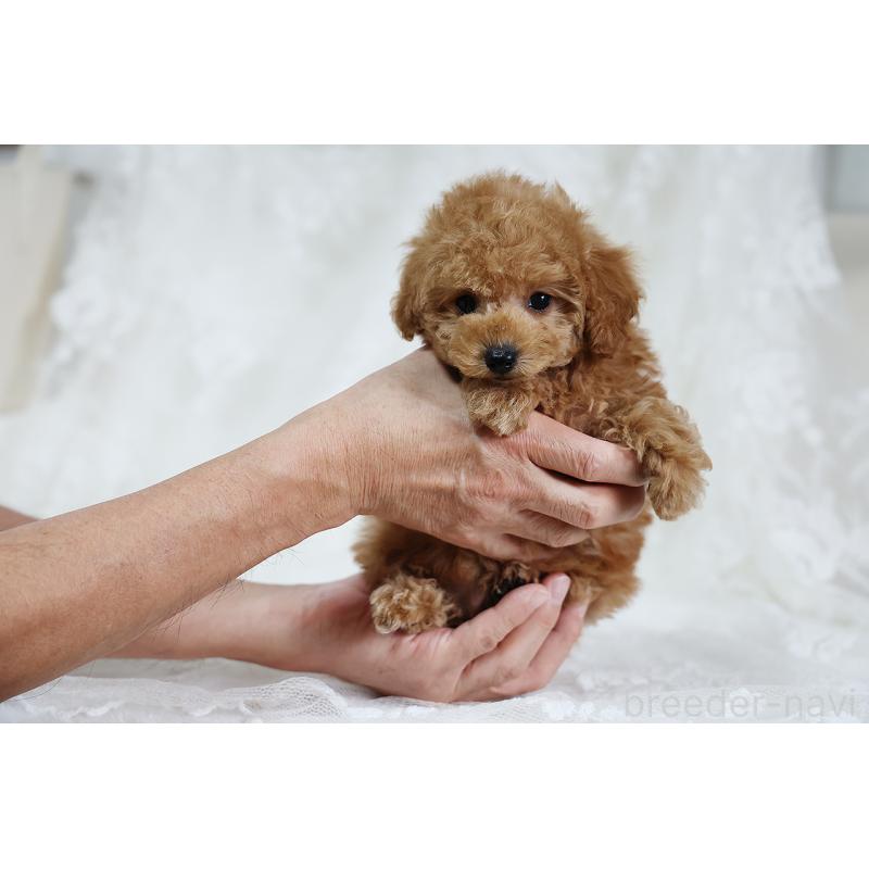 販売中の京都府のタイニープードル-429002の10枚目