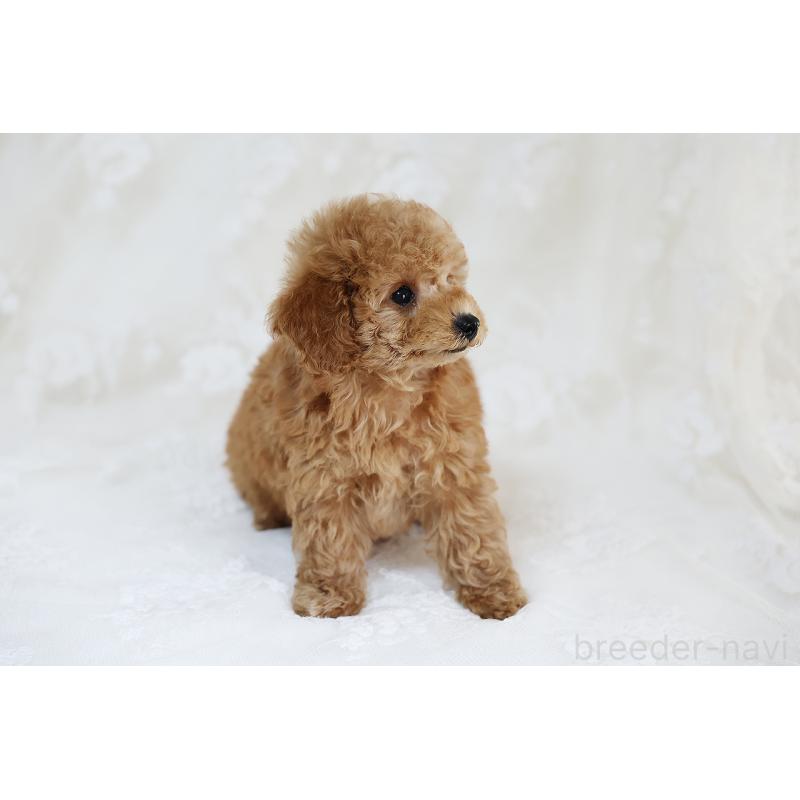 販売中の京都府のタイニープードル-429002の8枚目