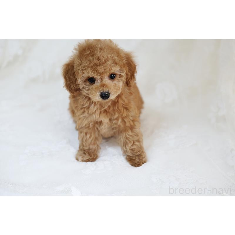 販売中の京都府のタイニープードル-429002の7枚目