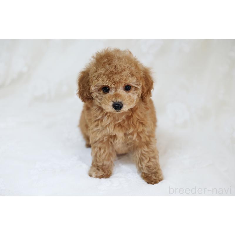 販売中の京都府のタイニープードル-429002の6枚目