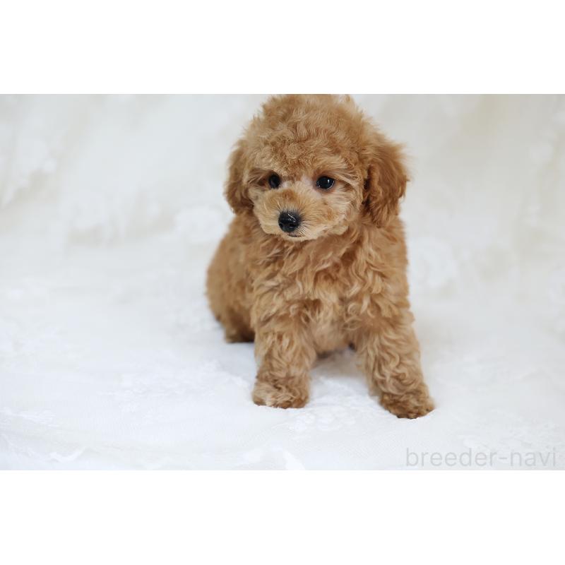 販売中の京都府のタイニープードル-429002の5枚目