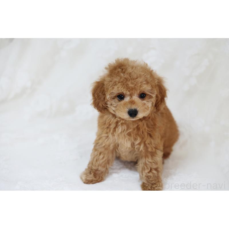 販売中の京都府のタイニープードル-429002の4枚目