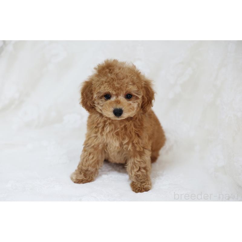 販売中の京都府のタイニープードル-429002の3枚目