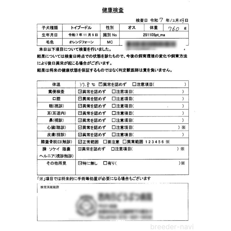 販売中の京都府のタイニープードル-429002の2枚目