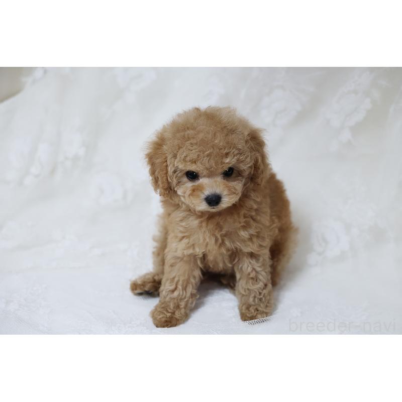 販売中の京都府のタイニープードル-429004の29枚目