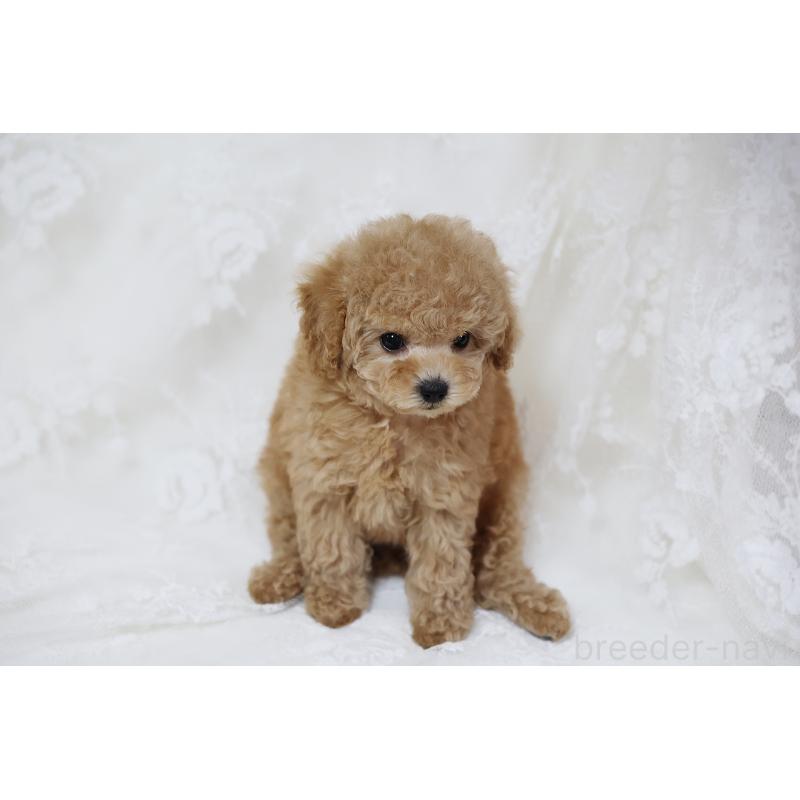 販売中の京都府のタイニープードル-429004の28枚目