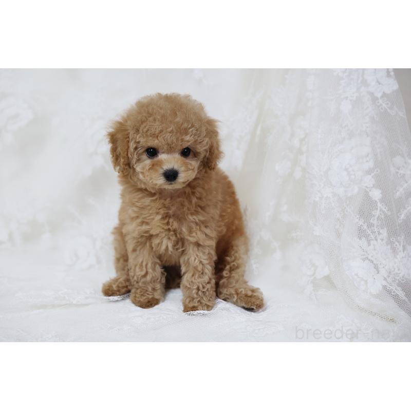 販売中の京都府のタイニープードル-429004の26枚目