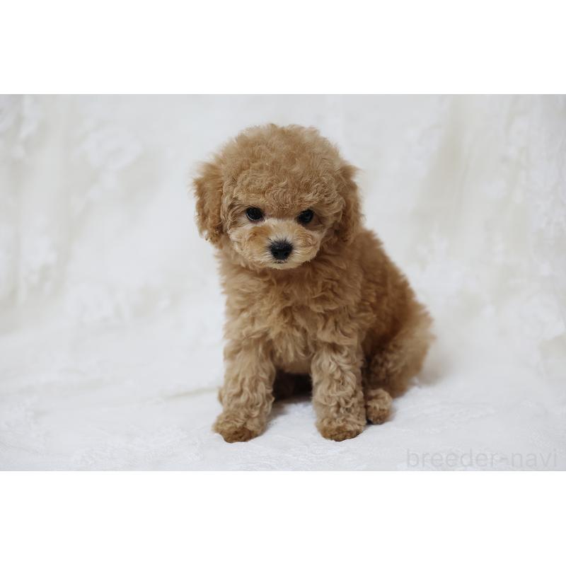 販売中の京都府のタイニープードル-429004の21枚目