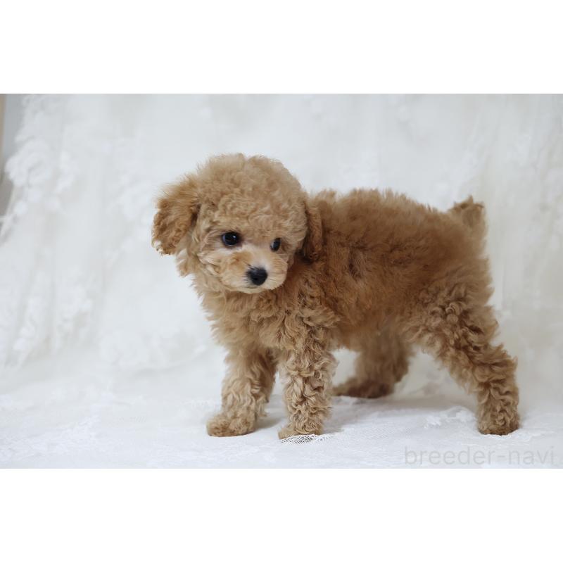 販売中の京都府のタイニープードル-429004の19枚目