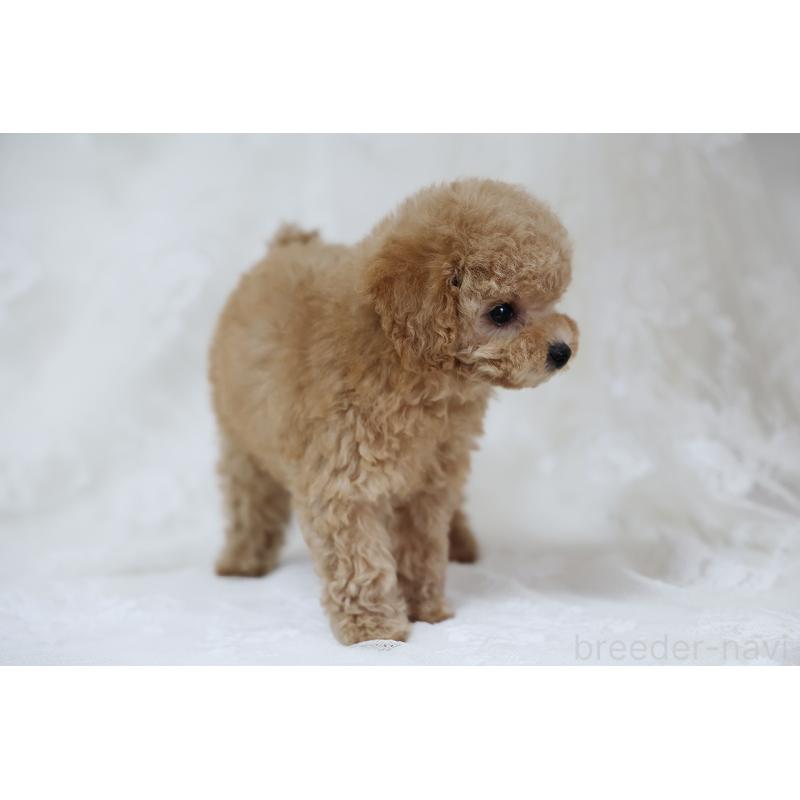 販売中の京都府のタイニープードル-429004の18枚目