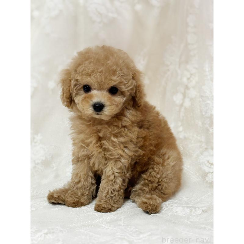販売中の京都府のタイニープードル-429004の16枚目