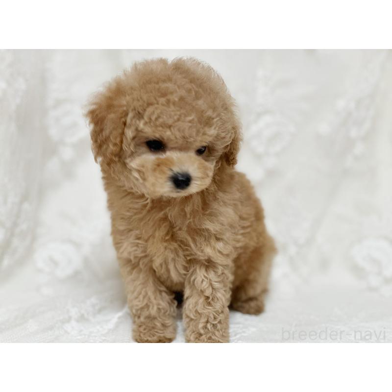 販売中の京都府のタイニープードル-429004の13枚目