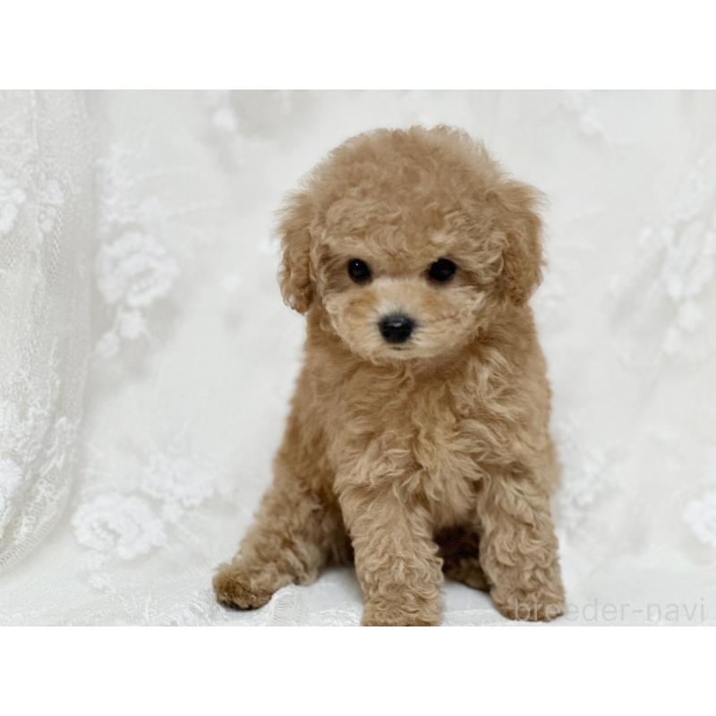 販売中の京都府のタイニープードル-429004の12枚目
