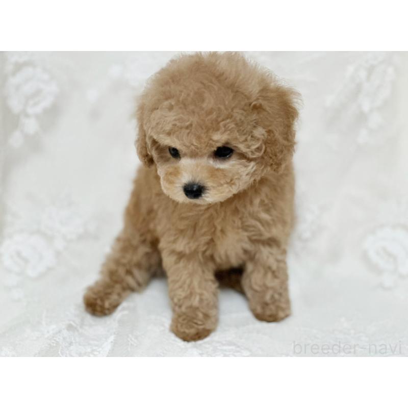 販売中の京都府のタイニープードル-429004の11枚目