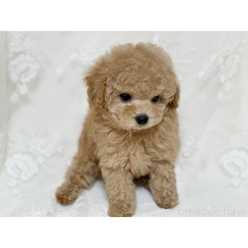 販売中の京都府のタイニープードル-429004の10枚目
