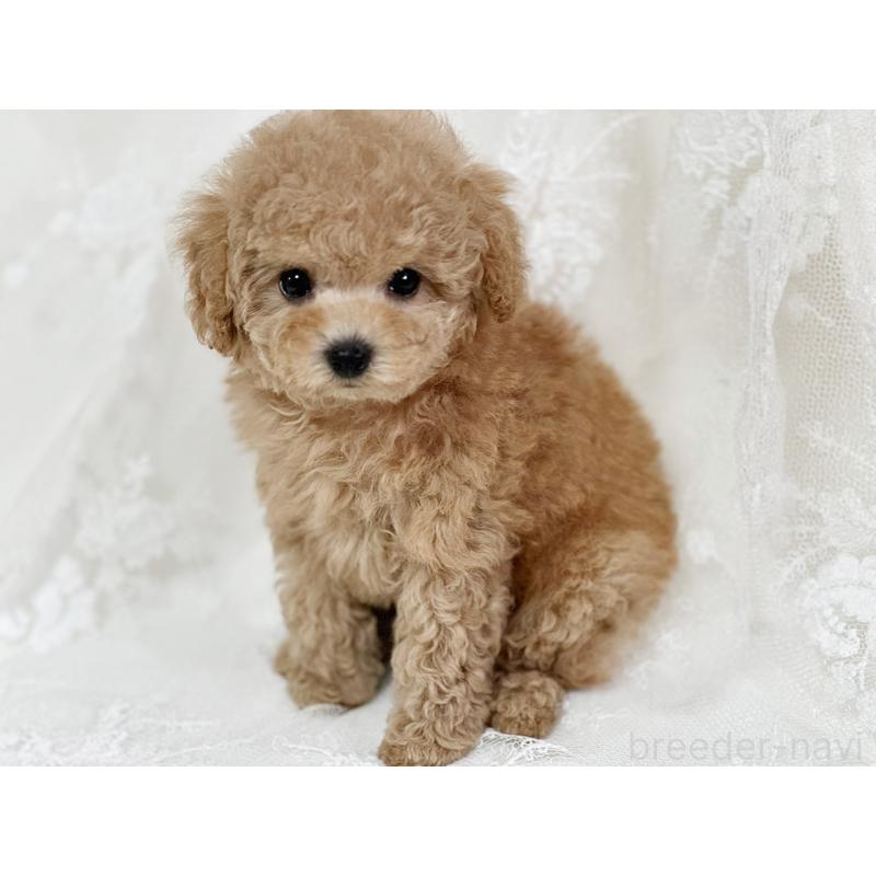 販売中の京都府のタイニープードル-429004の9枚目