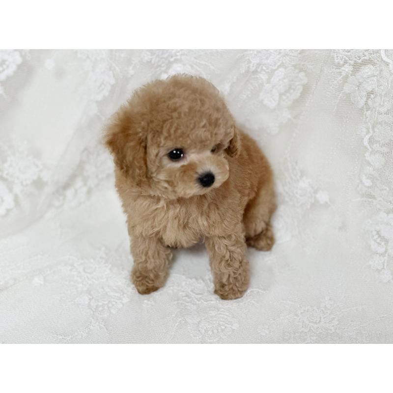 販売中の京都府のタイニープードル-429004の8枚目