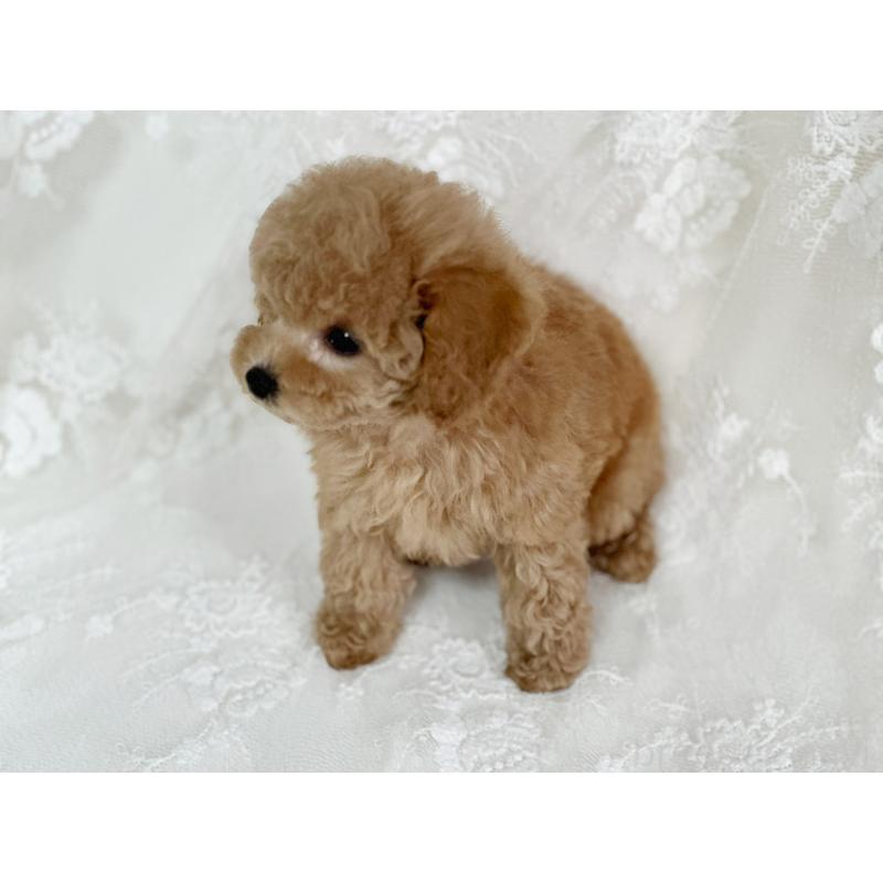 販売中の京都府のタイニープードル-429004の7枚目