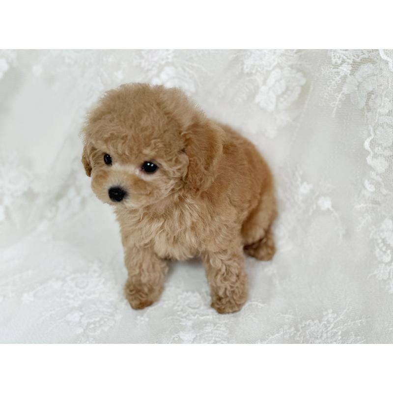 販売中の京都府のタイニープードル-429004の6枚目