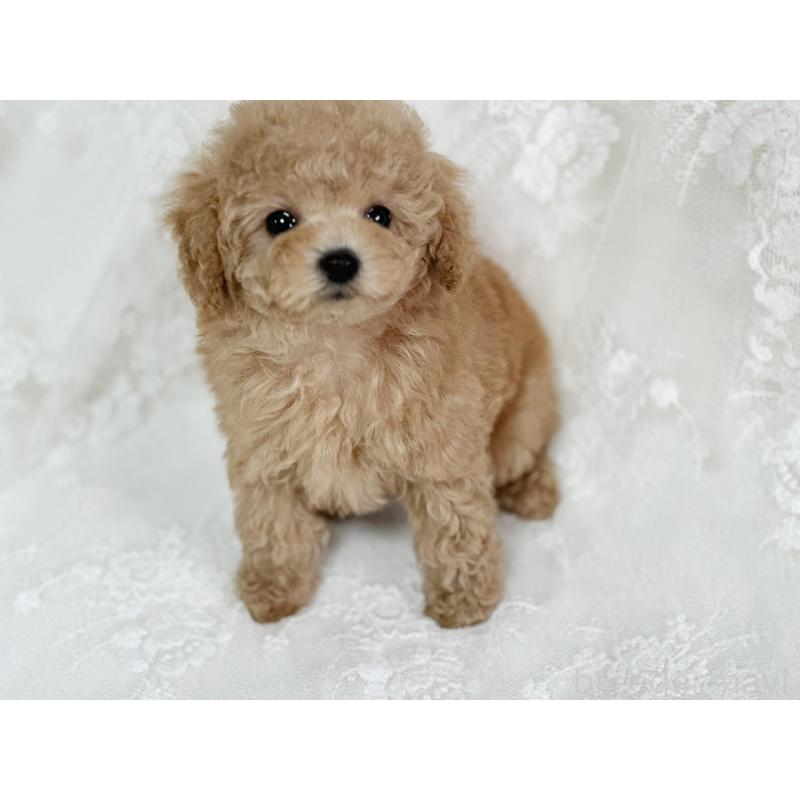 販売中の京都府のタイニープードル-429004の5枚目