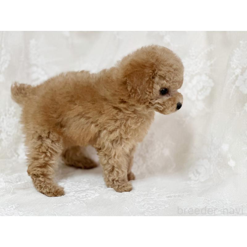 販売中の京都府のタイニープードル-429004の4枚目