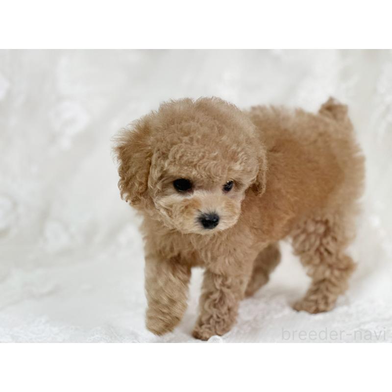 販売中の京都府のタイニープードル-429004の3枚目