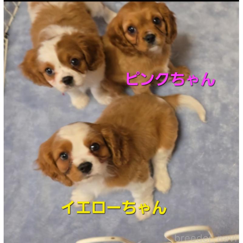 販売中の鹿児島県のキャバプー:キャバリア×トイプードル-429125の3枚目