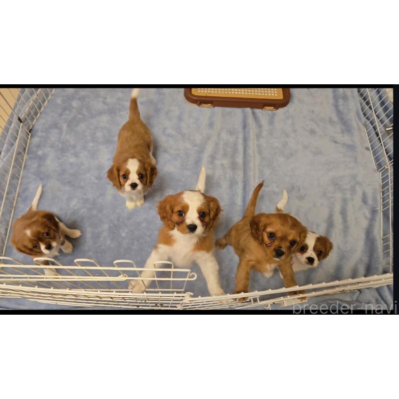 販売中の鹿児島県のキャバプー:キャバリア×トイプードル-429129の2枚目