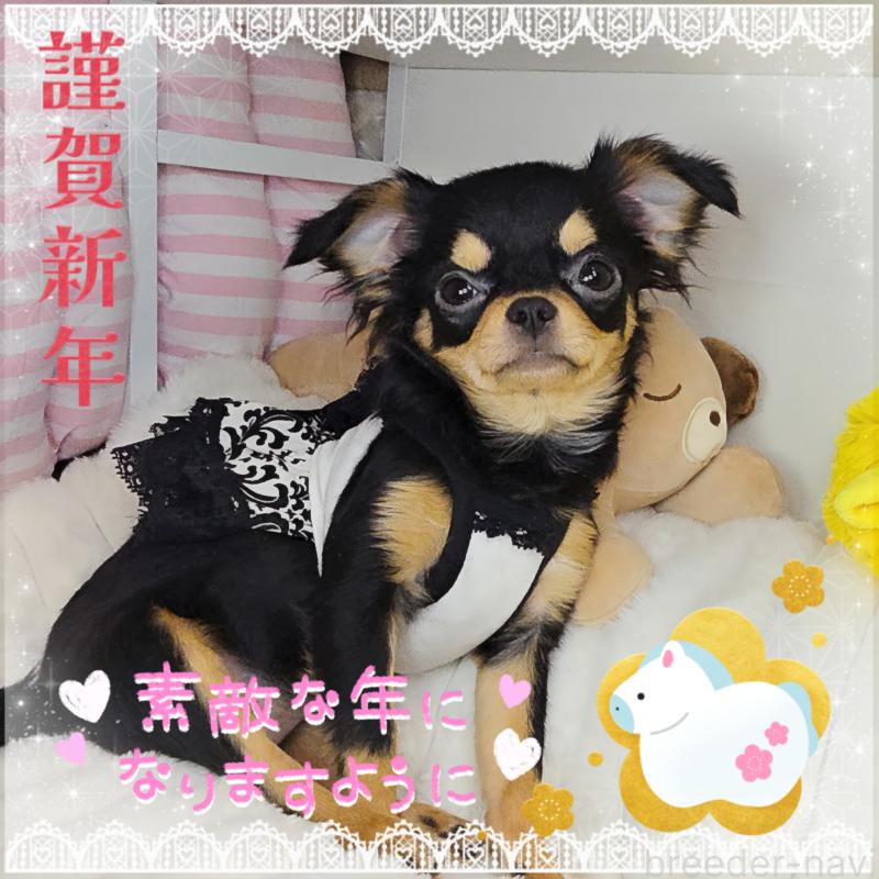 販売中の東京都のチワワ(ロングコート)-423308