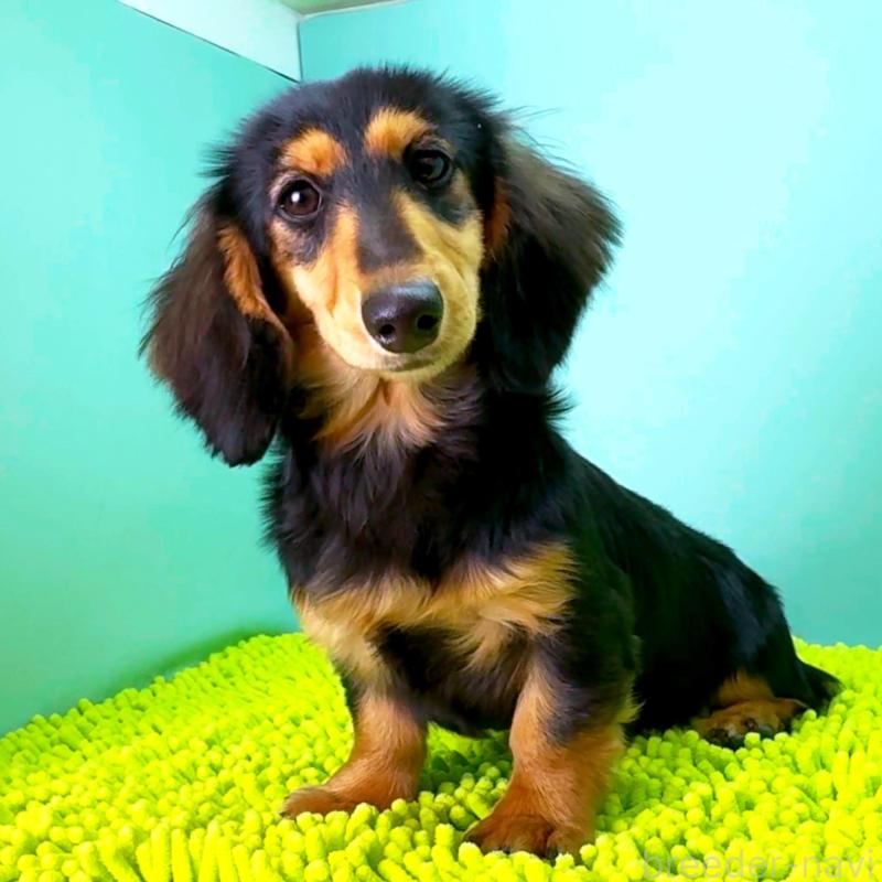 販売中の栃木県のミニチュアダックスフンド(ロングヘアード)-409518の4枚目