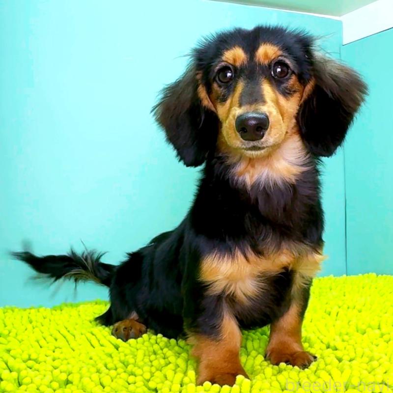 販売中の栃木県のミニチュアダックスフンド(ロングヘアード)-409518の3枚目