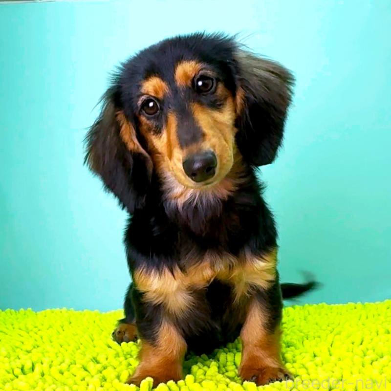 販売中の栃木県のミニチュアダックスフンド(ロングヘアード)-409518の2枚目