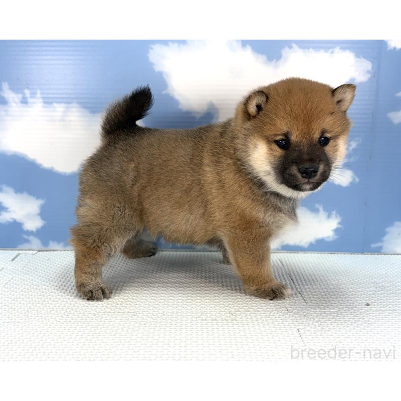 販売中の愛知県の豆柴-436685の4枚目