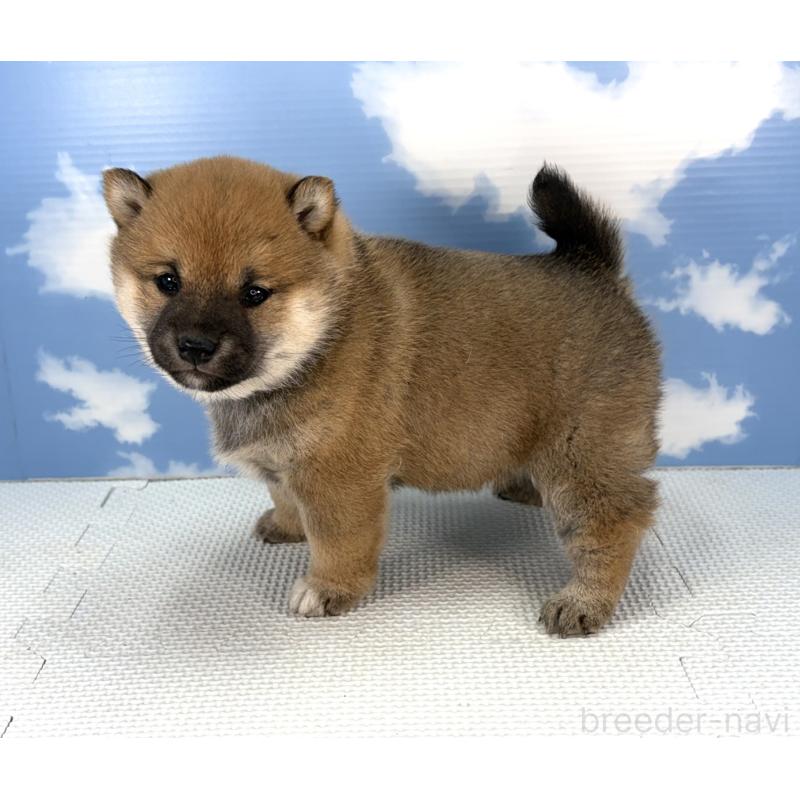 販売中の愛知県の豆柴-436685の3枚目