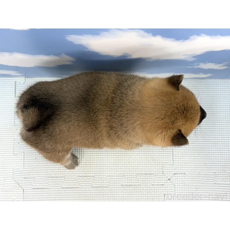 販売中の愛知県の豆柴-436685の2枚目