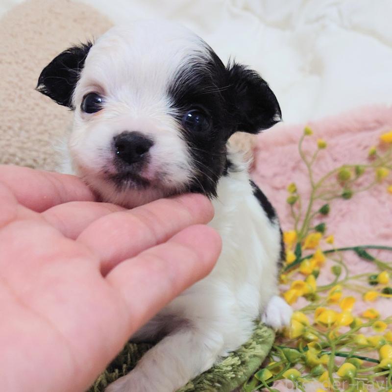 販売中の大阪府のチワワ(ロングコート)-436687の9枚目