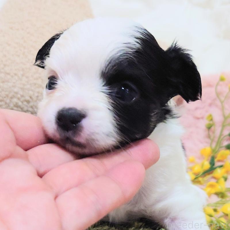 販売中の大阪府のチワワ(ロングコート)-436687の7枚目