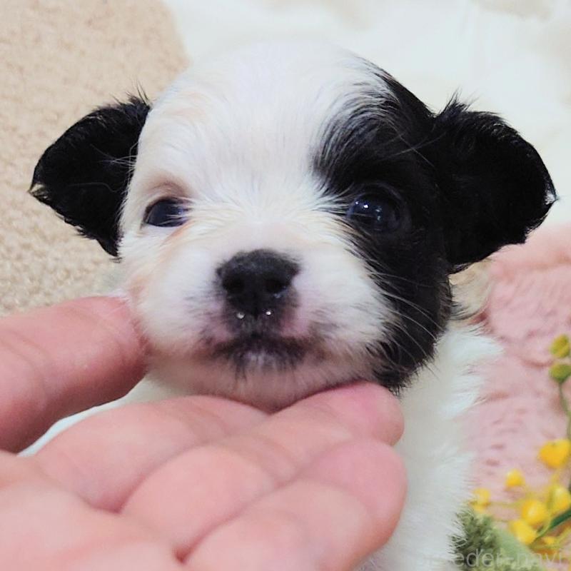 販売中の大阪府のチワワ(ロングコート)-436687の5枚目