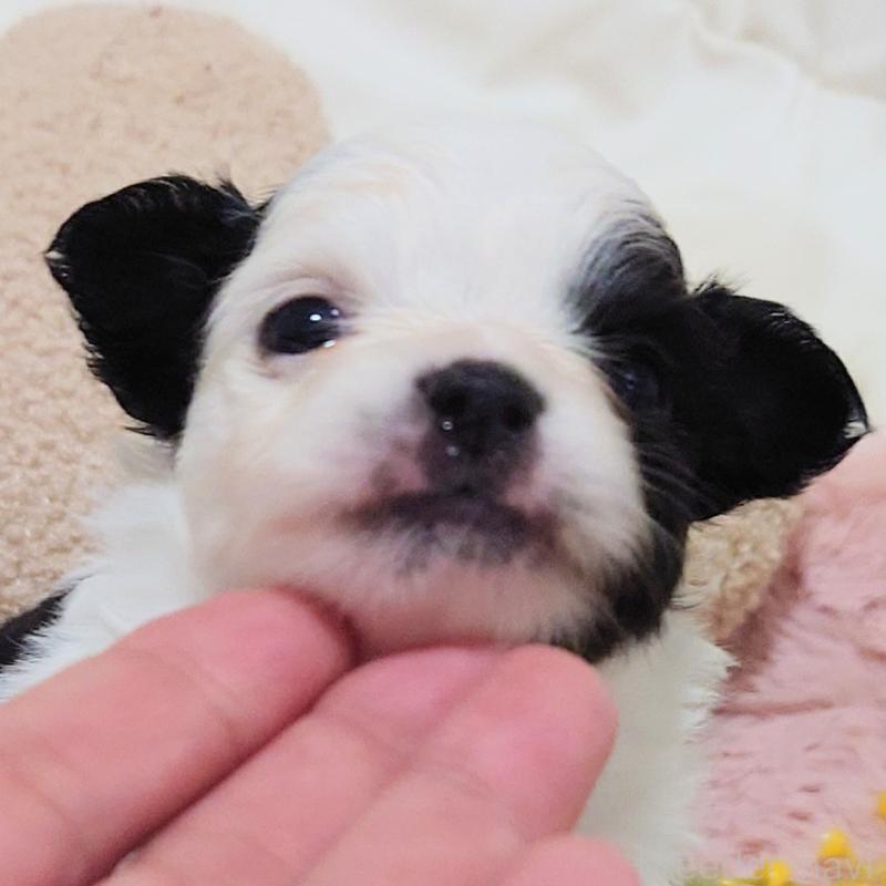 販売中の大阪府のチワワ(ロングコート)-436687の4枚目