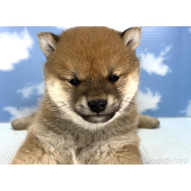 販売中の愛知県の豆柴-436686の5枚目