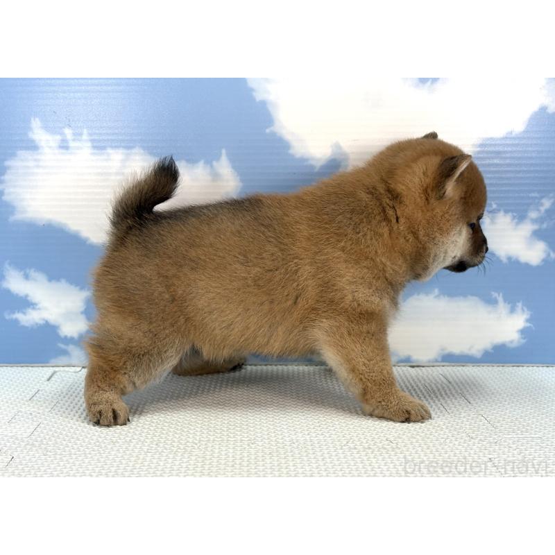 販売中の愛知県の豆柴-436686の4枚目