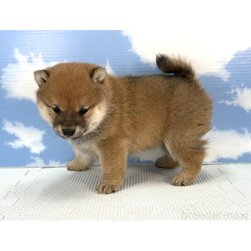 販売中の愛知県の豆柴-436686の3枚目