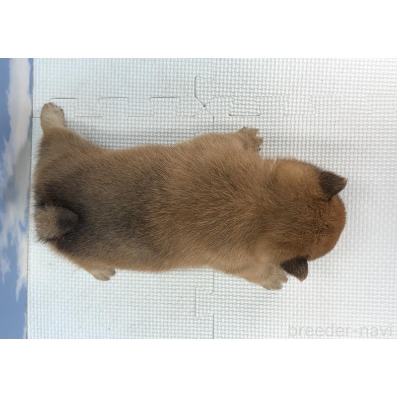 販売中の愛知県の豆柴-436686の2枚目