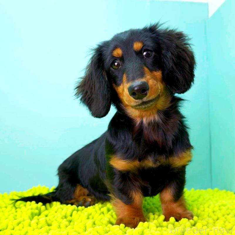 販売中の栃木県のミニチュアダックスフンド(ロングヘアード)-414361