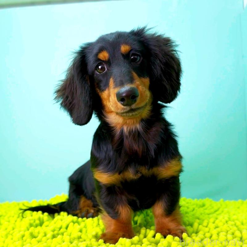 販売中の栃木県のミニチュアダックスフンド(ロングヘアード)-414361の2枚目