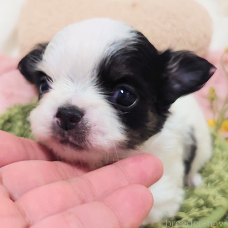 販売中の大阪府のチワワ(ロングコート)-436688の10枚目